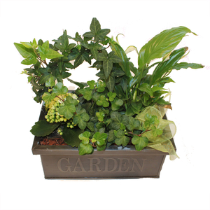 Planted mix container