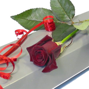 Single red rose