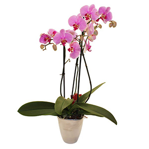 Elegant orchid